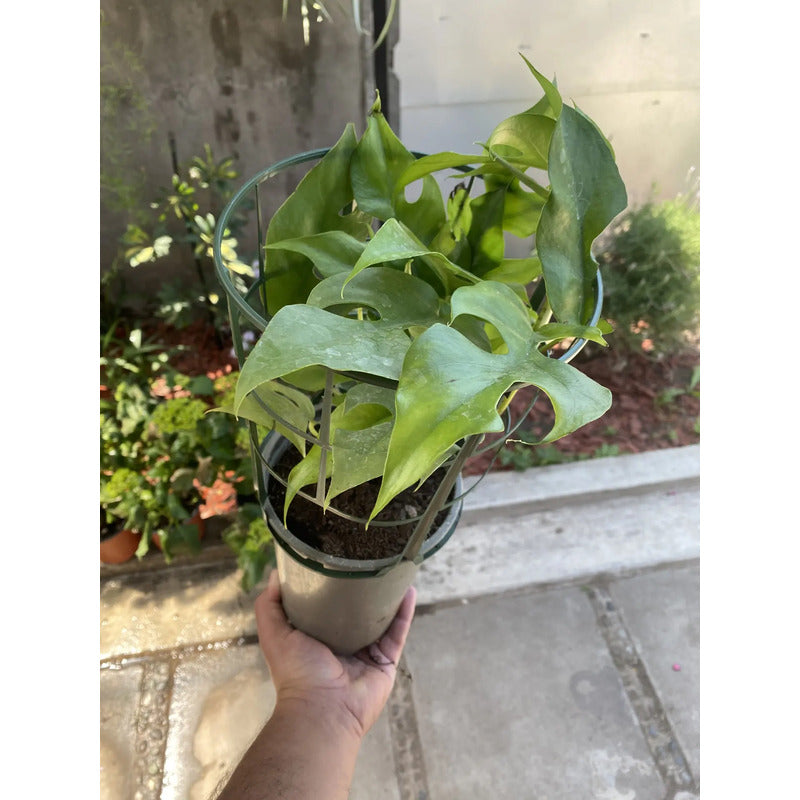 Rhaphidophora Tetrasperma Planta Trepadora/ Monstera Mini