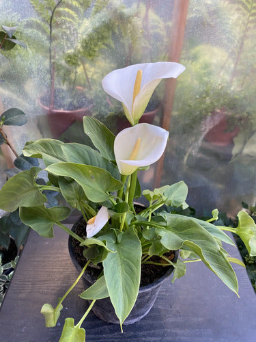 Cala Blanca Ornamental 40 Cm