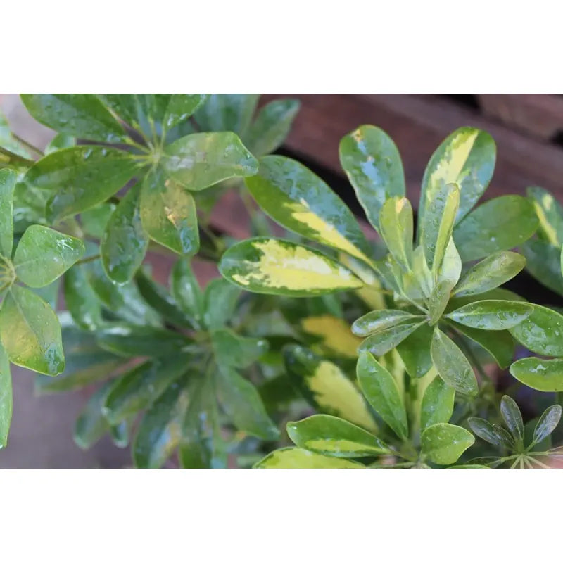 Cheflera / Schefflera Grande