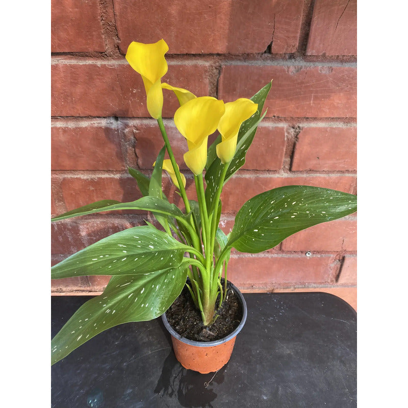 Calas De Colores Planta Ornamental Para Regalo Amarillo