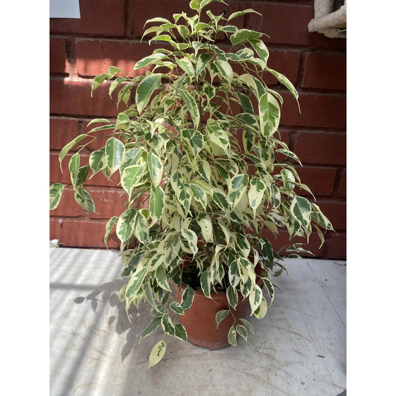 Ficus Melany Variegado