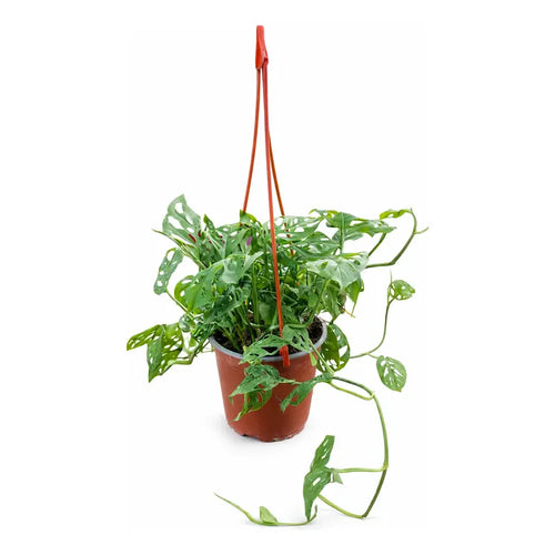 10 Unidades Gancho Colgante Para Maceteros Colgador Plantas Terracota Gancho Maceta