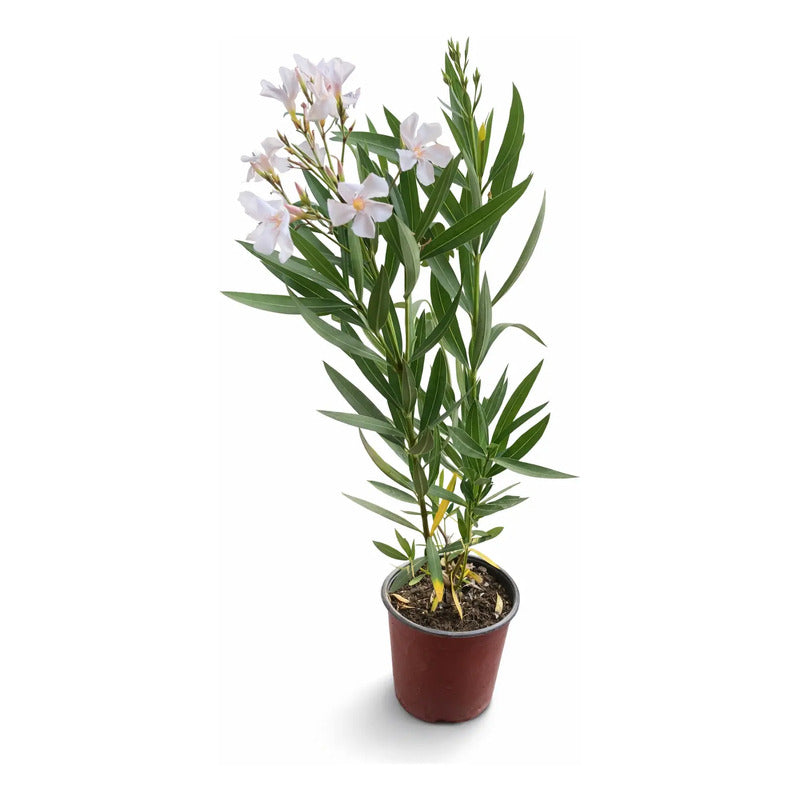 Laurel De Flor 70cm Planta Exterior Diferentes Colores