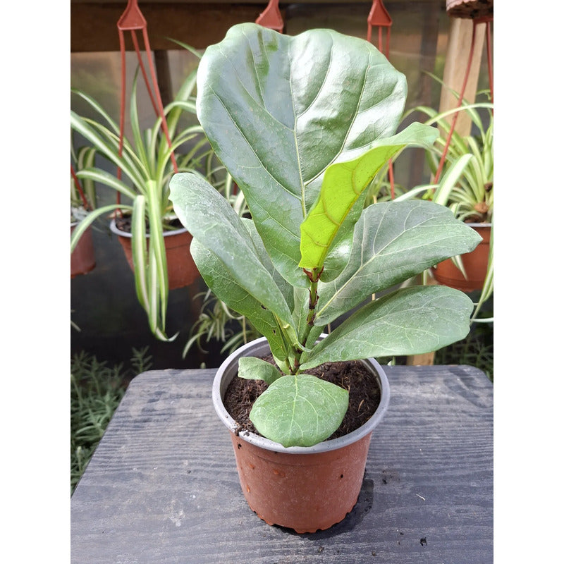 Ficus Lyrata Pequeño/ Gomero Pera Planta De Interior