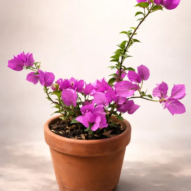 Bugambilia Pequeña Planta Trepadora Violeta
