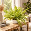Helecho Espada/peineta Grande Planta Ornamental