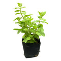 Menta Pequeña Planta Aromática Y Medicinal Verde