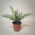 Helecho Meyeri 30 Cm Planta De Interior