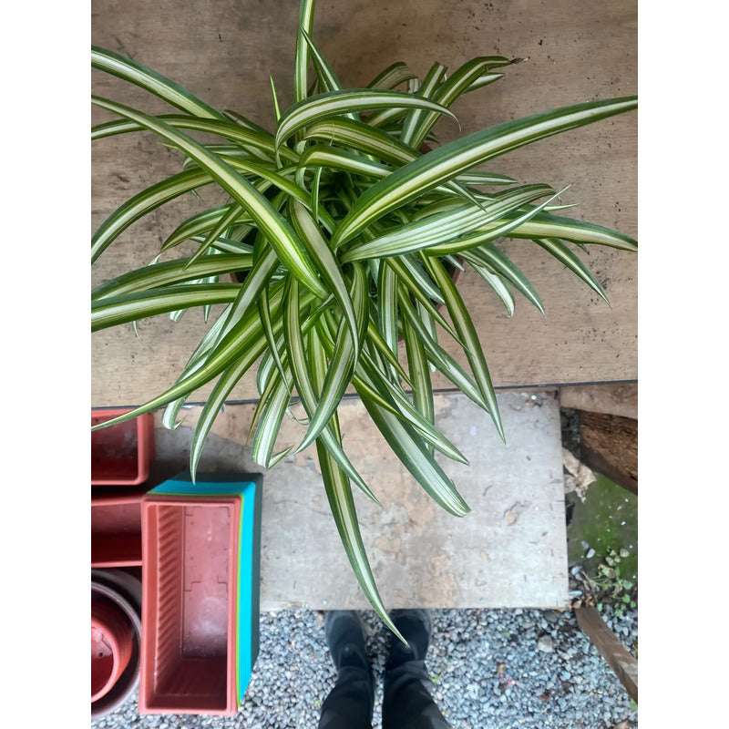 Cinta Variegada/mala Madre