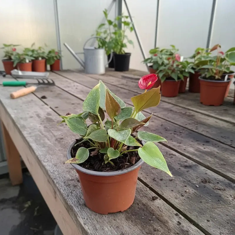 Anturio Con Flor Rojo
