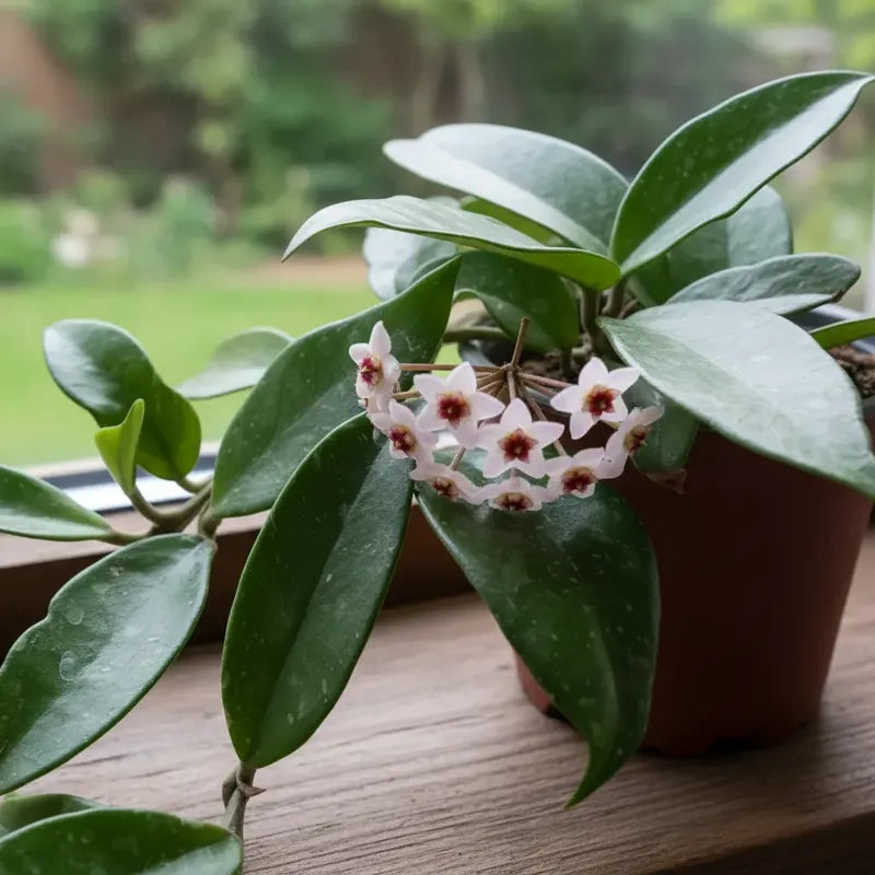 Clepia Enredadera/ Flor De La Cera/ Hoya Carnosa