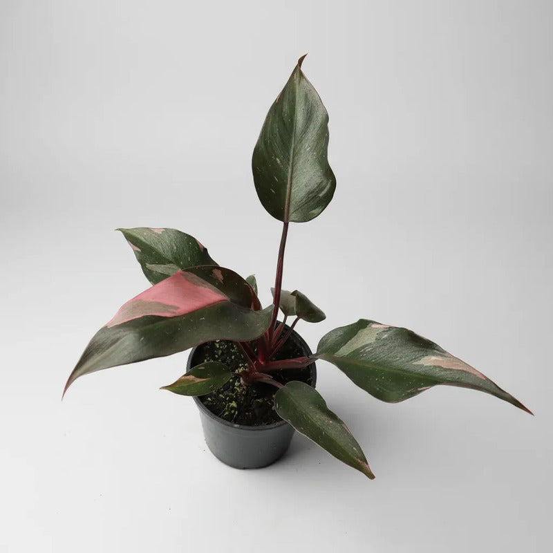 Philodendro Pink Princess Planta De Colección