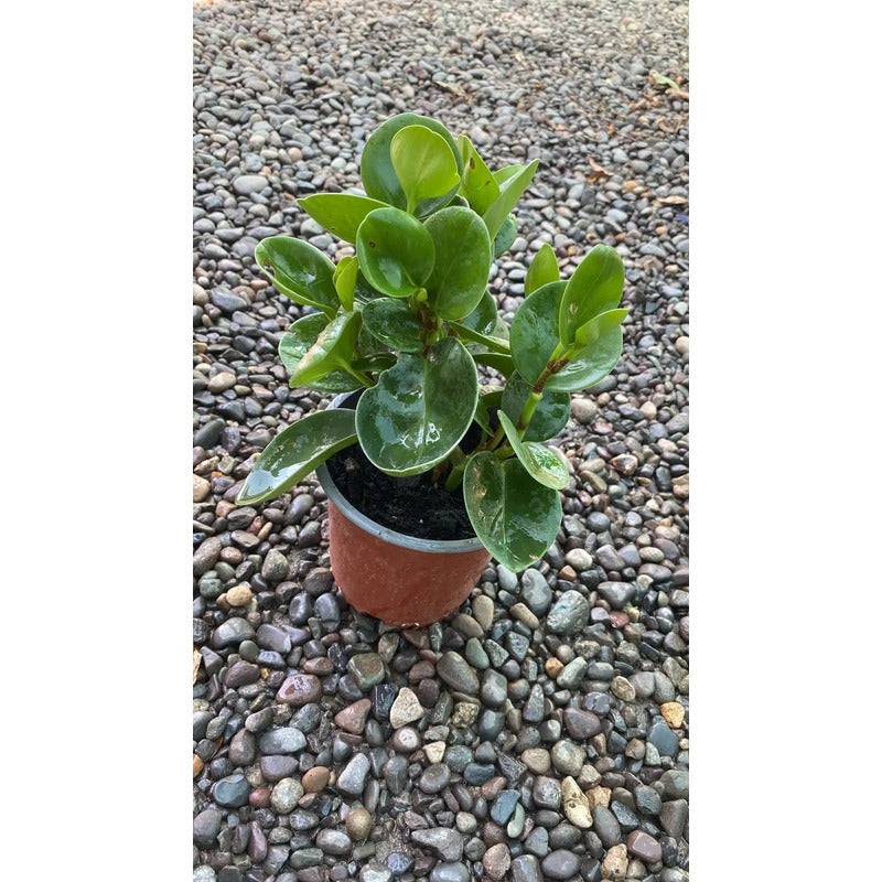 Peperomia Verde Planta De Interior