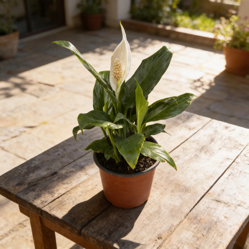 Cuna De Moises Spatifilum/spathyphillum Grande Con Flor 70cm Blanco