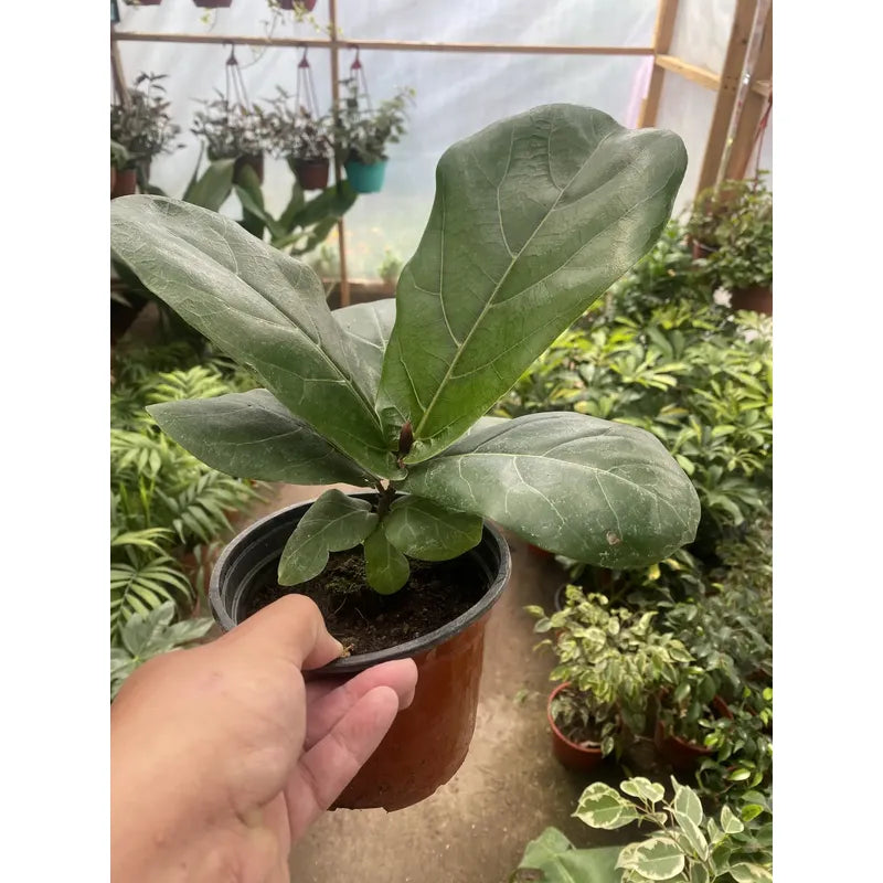 Ficus Lyrata Pequeño/ Gomero Pera Planta De Interior