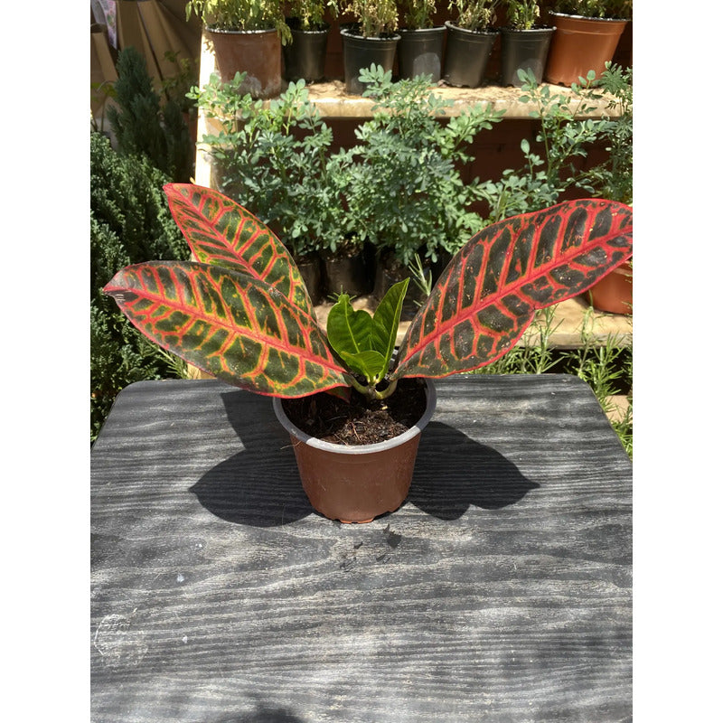 Planta Croton 20 Cm, Ideal Para Interiores Y Decoración