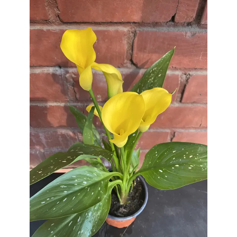 Calas De Colores Planta Ornamental Para Regalo Amarillo