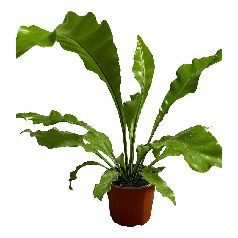 Helecho Asplenium Nido De Aves