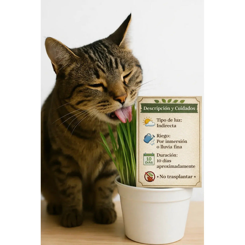 Pasto Para Gatos/ Hierba Gatera Para Mascotas