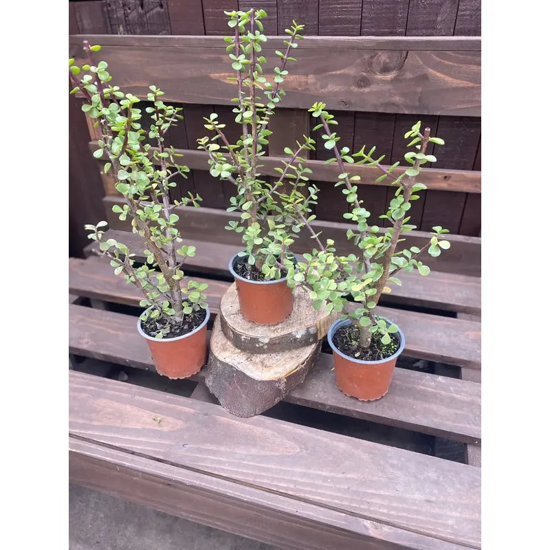 Portulacaria Árbol Del Dinero