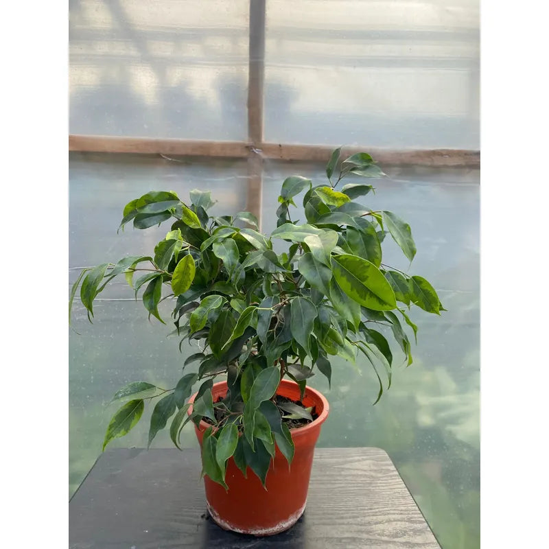 Ficus Benjamina Anastasia