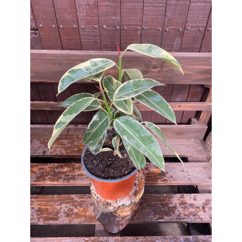 Gomero Tineke(variegado)