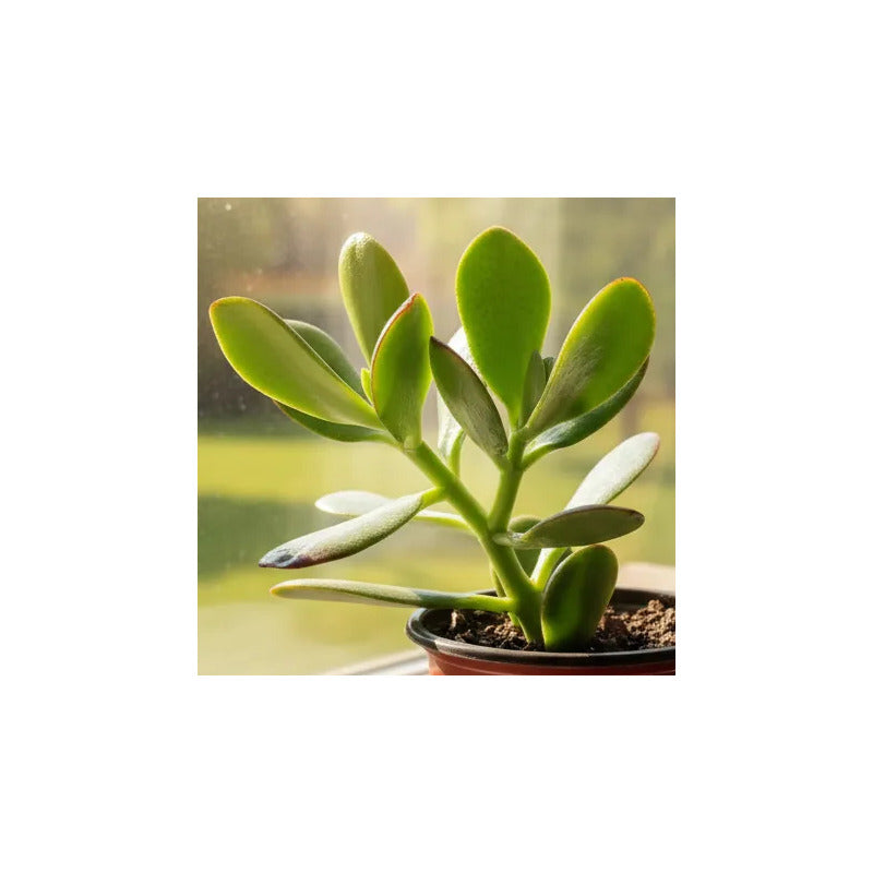 Jade Pequeño Árbol De La Abundancia Y El Dinero