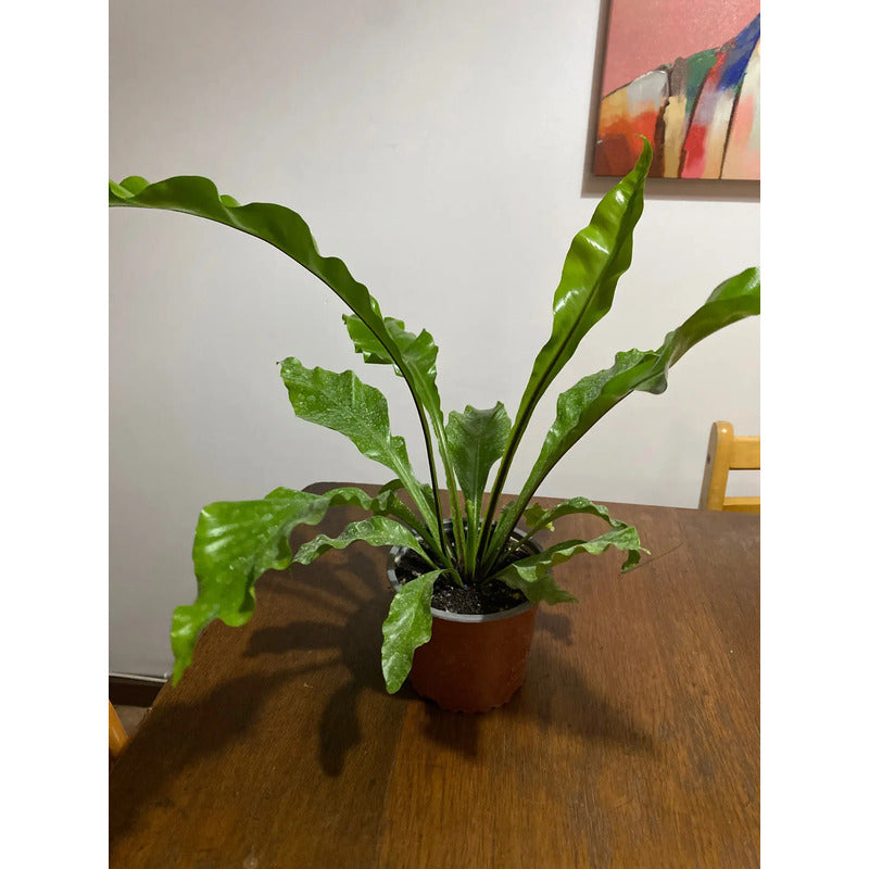 Helecho Asplenium Nido De Aves