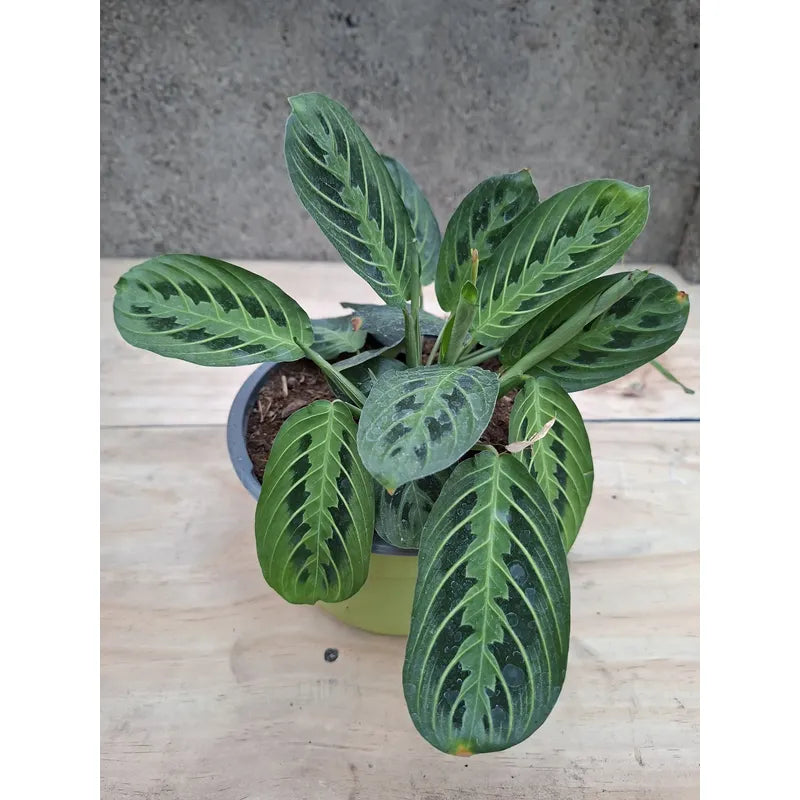 Maranta Lemon Lime Planta De Interior