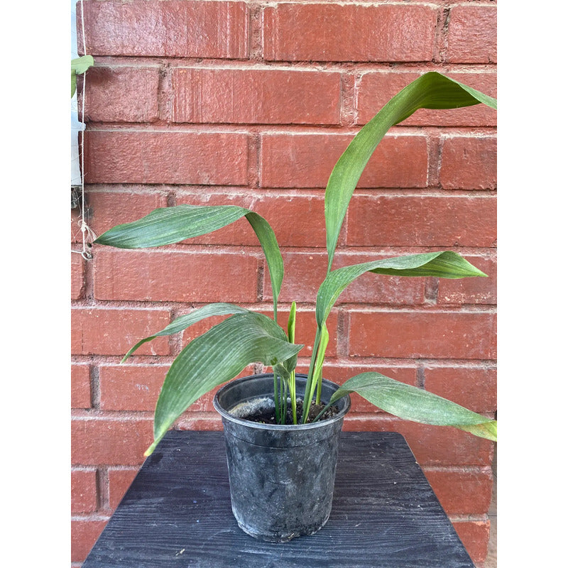 Aspidistra Planta Interior