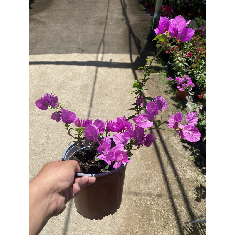 Bugambilia Pequeña Planta Trepadora Violeta