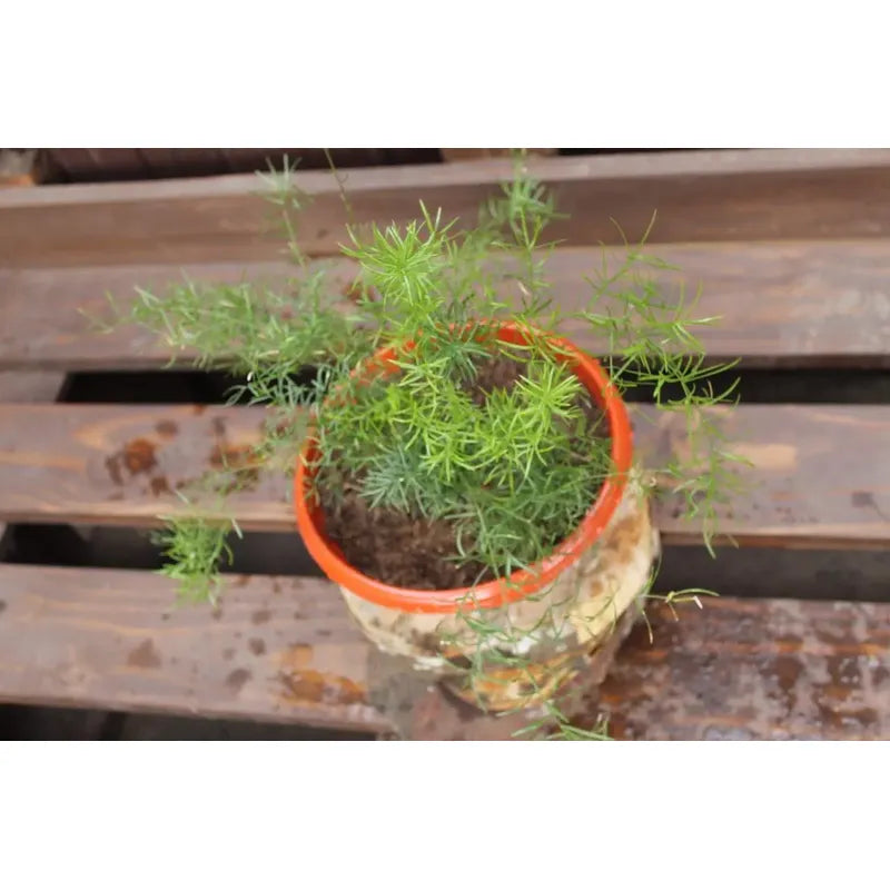 Helecho Esparrago Planta Colgante