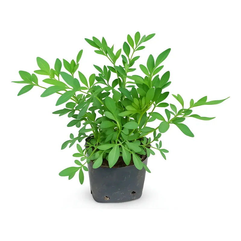 Ruda Pequeña Planta De Protección
