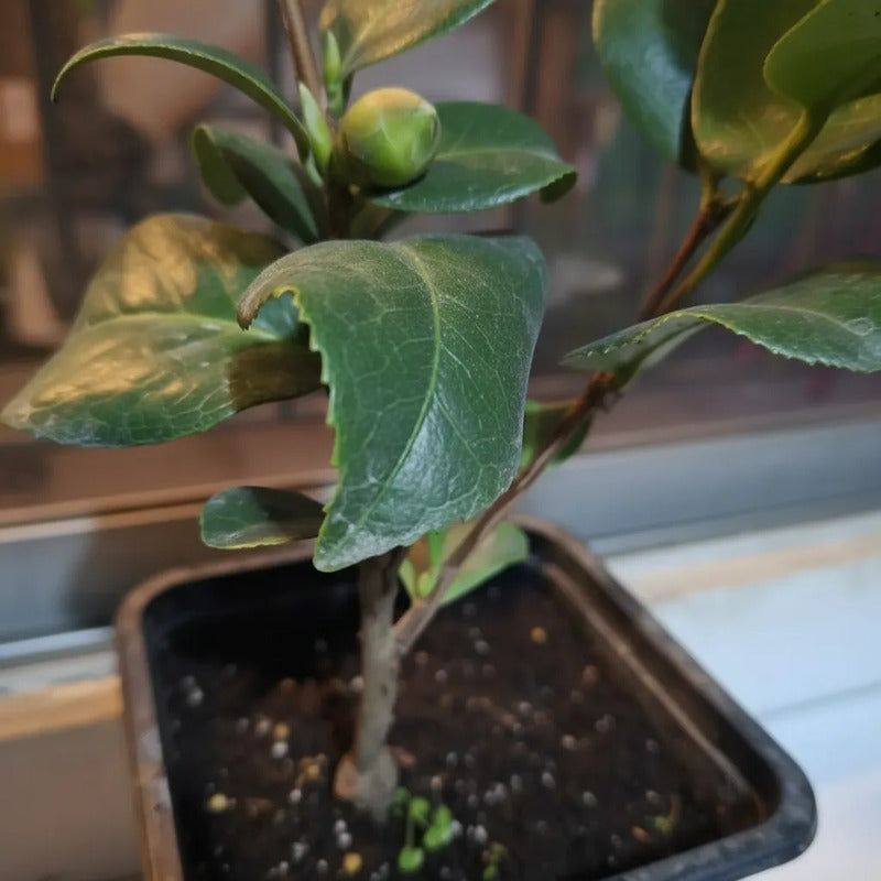 Camelia Pequeña Planta De Floracion Invernal