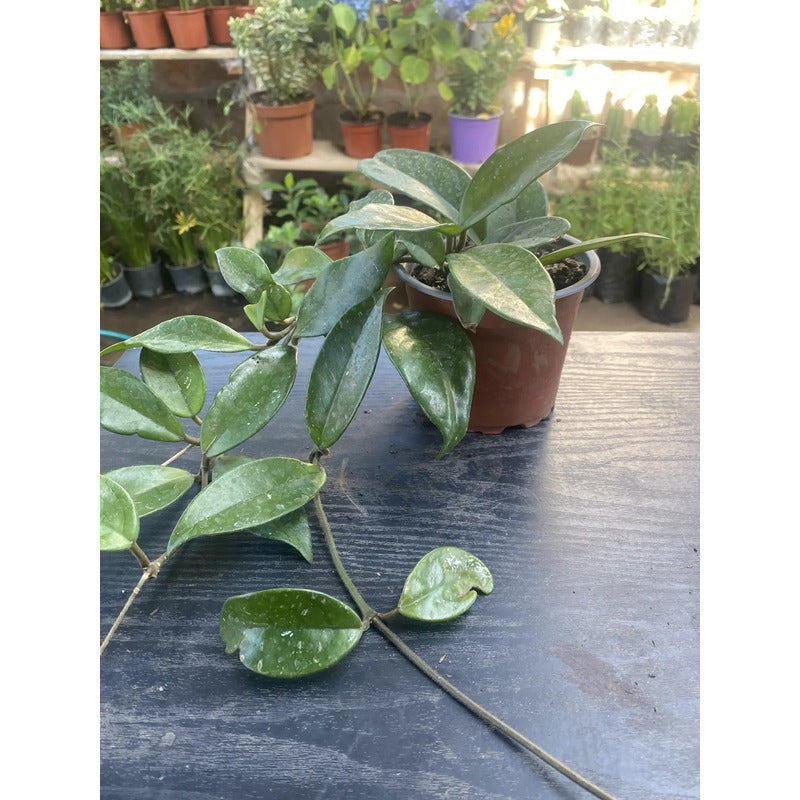 Clepia Enredadera/ Flor De La Cera/ Hoya Carnosa