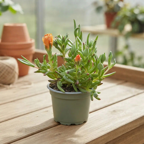 Pack 4 Rayito Sol Planta Ornamental Exterior Suculenta