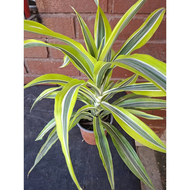 Dracena Warneckii Palmera Interior