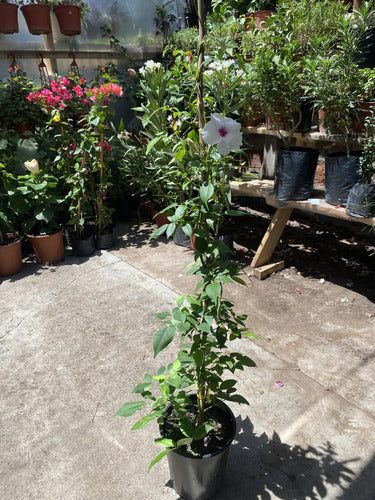 Bignonia/ Copa De Vino /enredadera Planta Trepadora