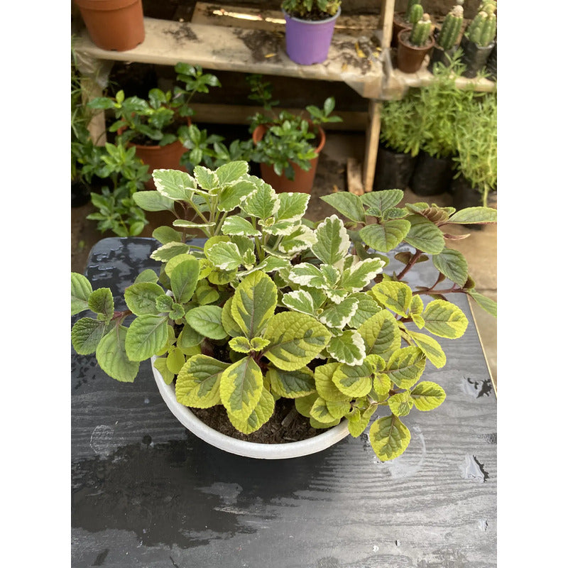 Trío De Dólar Planta Colgante Ornamental