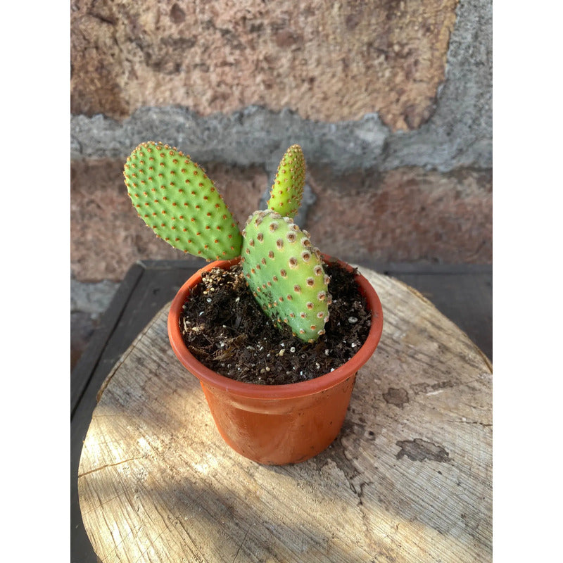 Set De 3 Suculentas Grandes De Colección Diferentes Especies