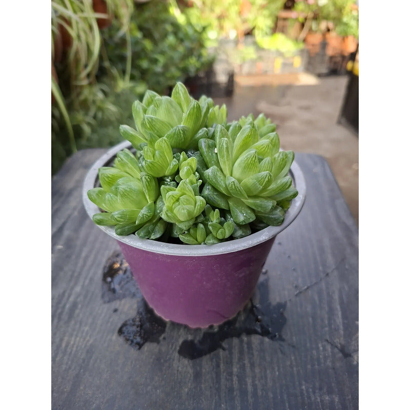 Haworthia Grande Suculenta De Coleccion Agua