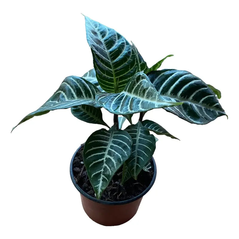 Aphelandra/afelandra Planta Exótica
