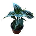 Aphelandra/afelandra Planta Exótica