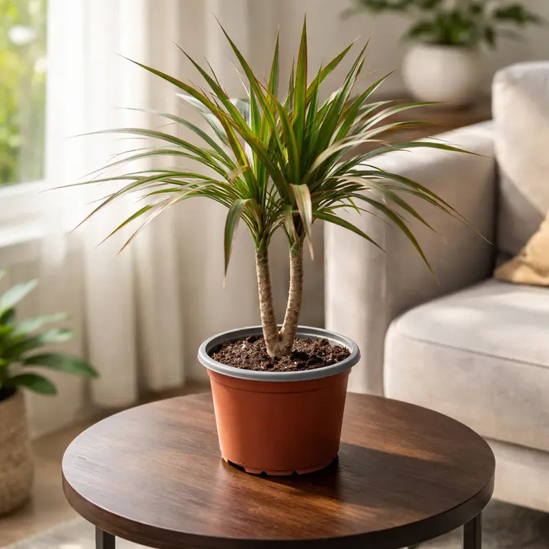 Dracena Marginata Palmera Interior Pequeña