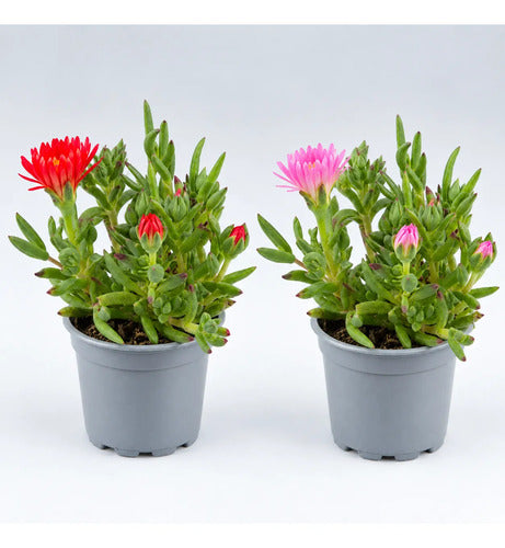 Pack 4 Rayito Sol Planta Ornamental Exterior Suculenta