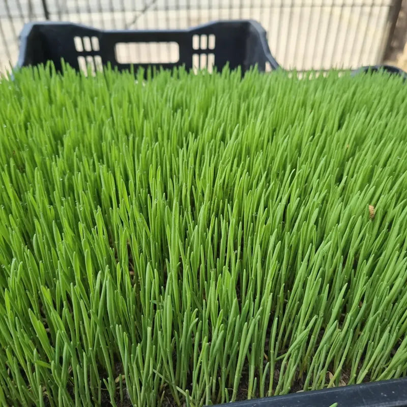 Pasto Para Gatos/ Hierba Gatera Bandeja