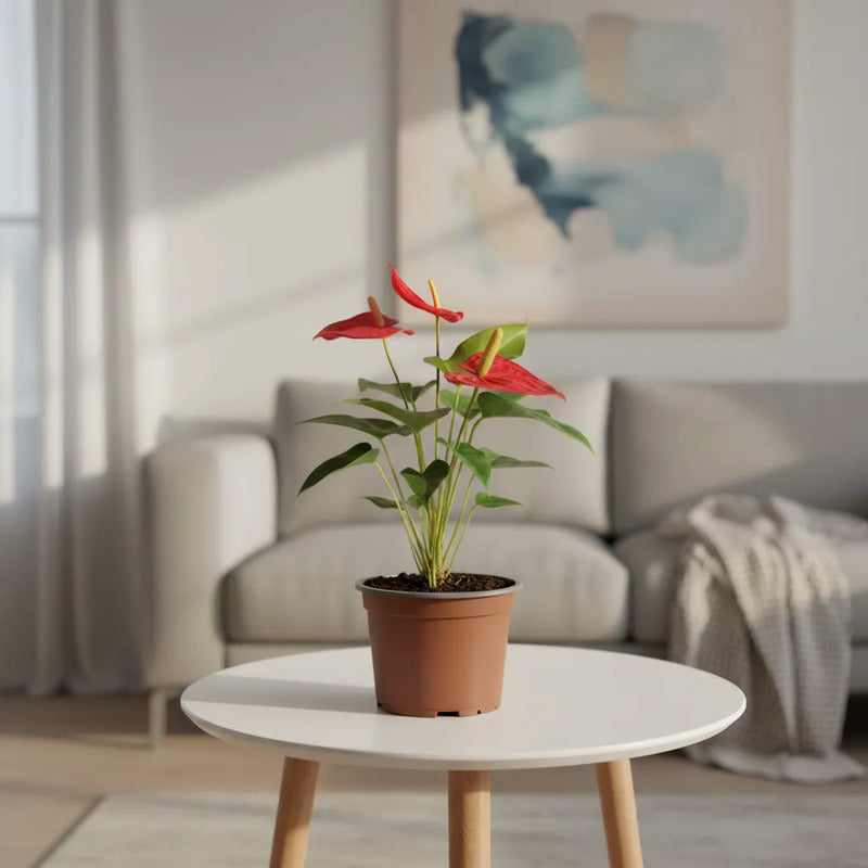 Anturio Rojo | Planta de Interior