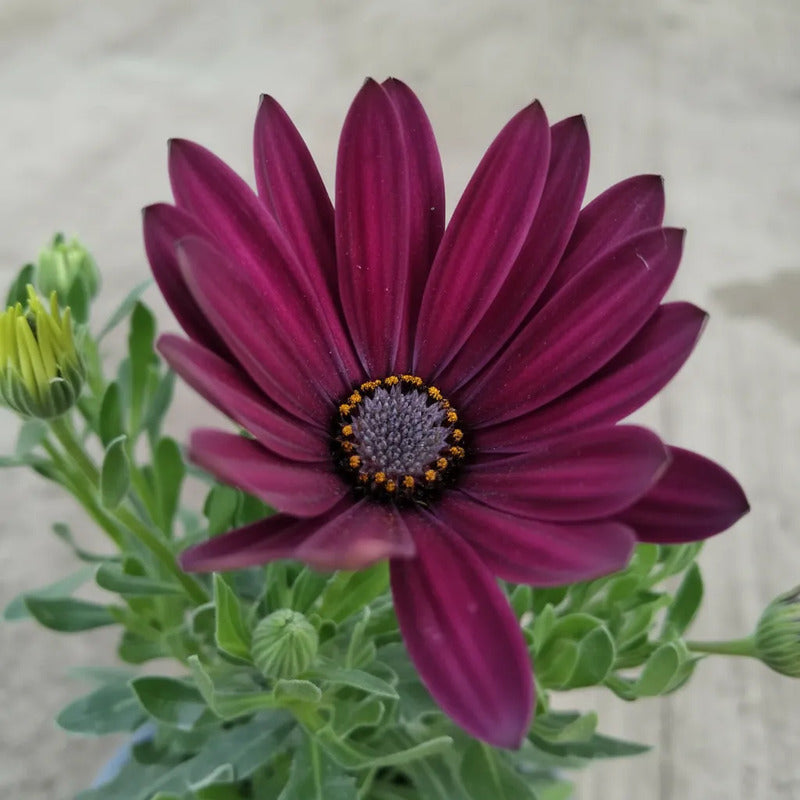 Dimorfoteca Osteospermum Planta Ornamental