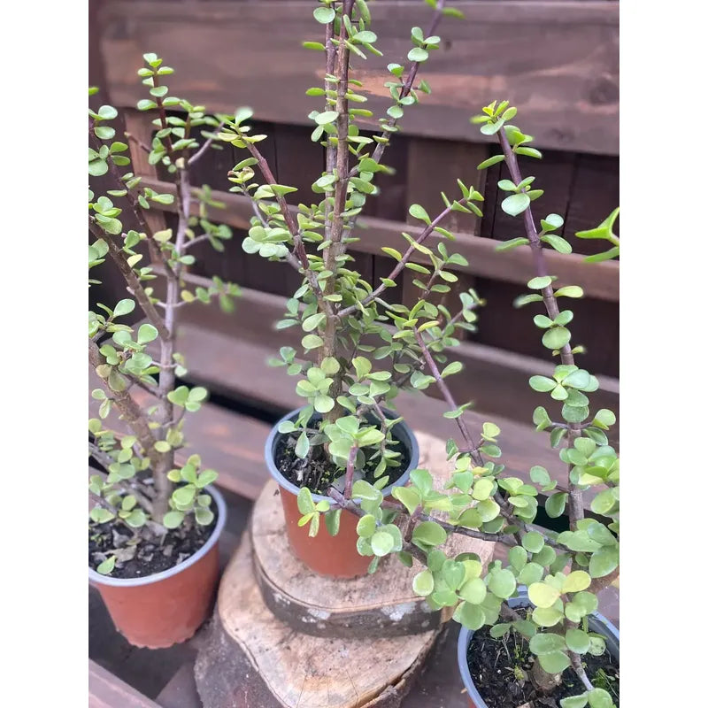 Portulacaria Árbol Del Dinero