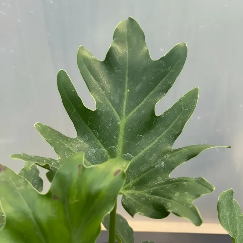 Philodendro Paraguayo Pequeño